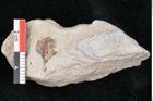 Foto (Detailansicht) von Carpolithes sp. (NHMW-GEO-2024-0188-10166)